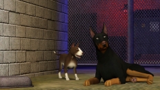 Image of the game Pets